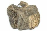 Hadrosaur (Edmontosaurus) Caudal Vertebra Centrum - Montana #331270-1